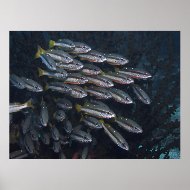 Affiche Deux Snappers Spot (Devant)