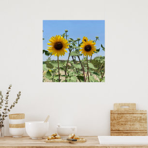Affiche Deux Sunflower bleu ciel