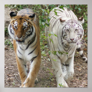 AFFICHE DEUX TIGRES SE PAVANANT LE BLANC ET LE BENGALE