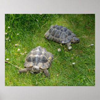 Affiche Deux tortues courent à travers l'herbe verte