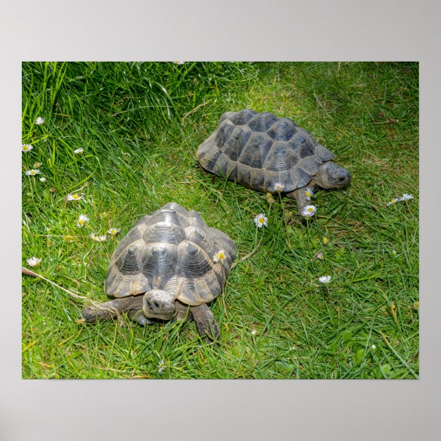 Affiche Deux tortues courent à travers l'herbe verte (Devant)