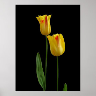 Affiche Deux tulipes jaunes