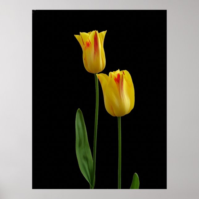 Affiche Deux tulipes jaunes (Devant)