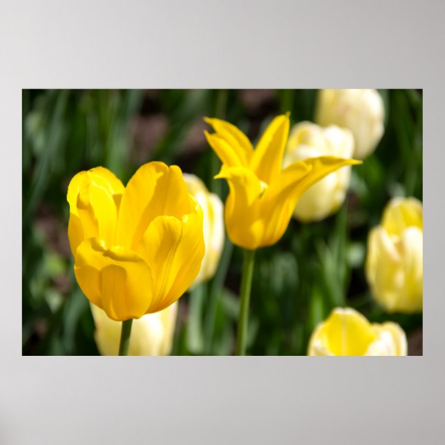 Affiche Deux tulipes jaunes dans le champ pfoto (Devant)