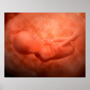 Affiche Développement de foetus à 24 semaines