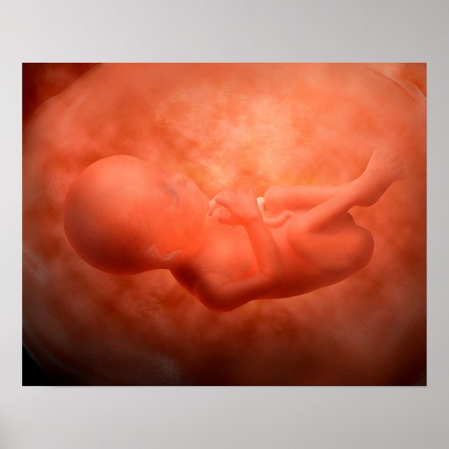 Affiche Développement Du Foetus À 24 Semaines (Devant)