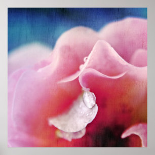Affiche Dew baisse sur Rose Macro Abstrait