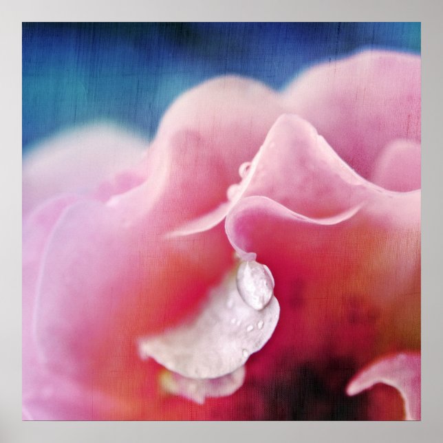 Affiche Dew baisse sur Rose Macro Abstrait (Devant)