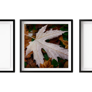 Affiche Dew on Fallen Automne Feuilles Photographie