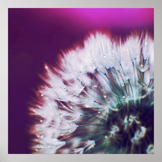 Affiche Dew sur Dandalion rose violet Macro Abstrait (Devant)