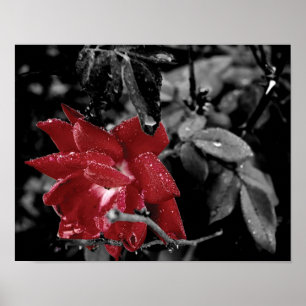 Affiche Dew sur la couleur rouge rose photo splash