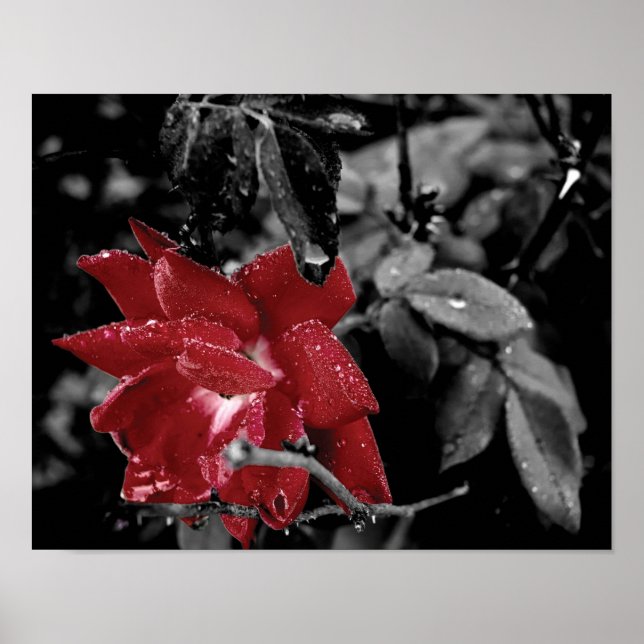 Affiche Dew sur la couleur rouge rose photo splash (Devant)