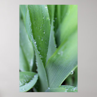 Affiche Dew sur les lames d'herbe