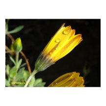 Dew sur une marguerite jaune