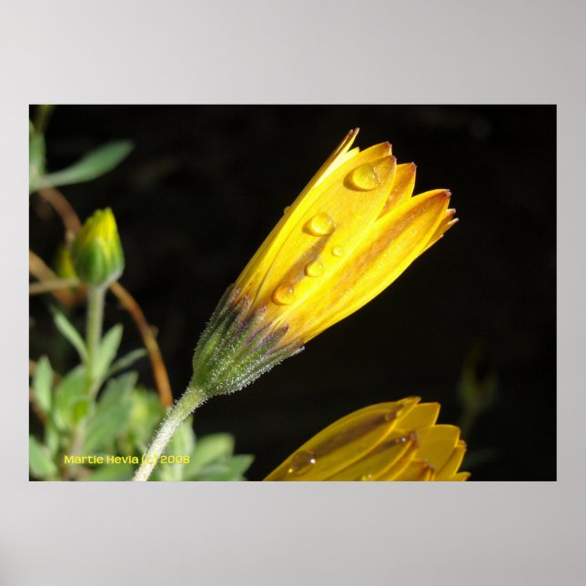 Affiche Dew sur une marguerite jaune (Devant)