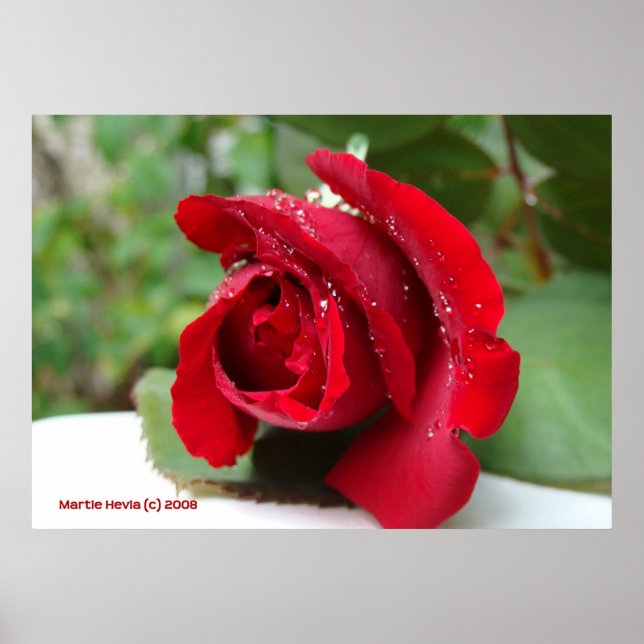Affiche Dew sur une rose rouge (Devant)