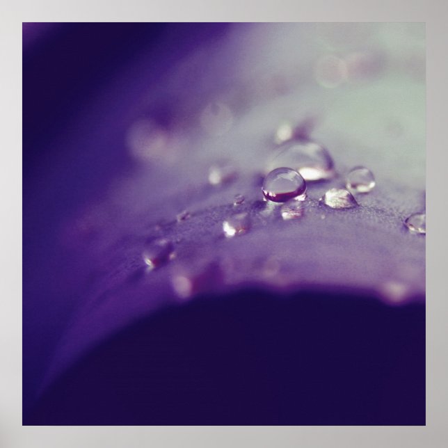 Affiche Dewdrops on Purple Green Leaf Macro Abstrait