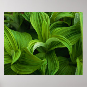 Affiche Dewdrops sur une fausse Helabore