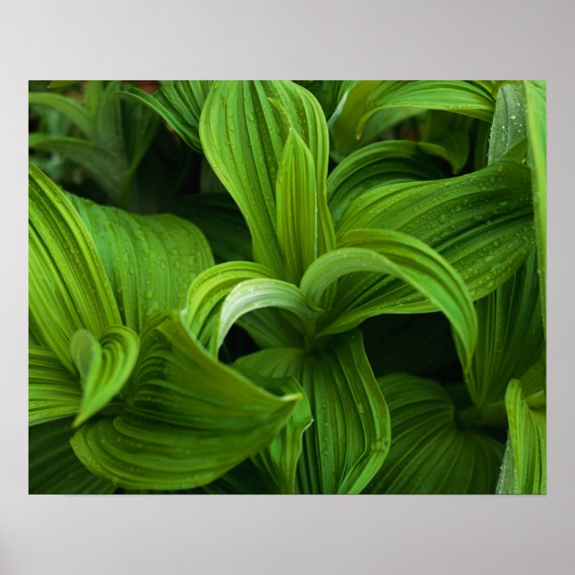 Affiche Dewdrops sur une fausse Helabore (Devant)