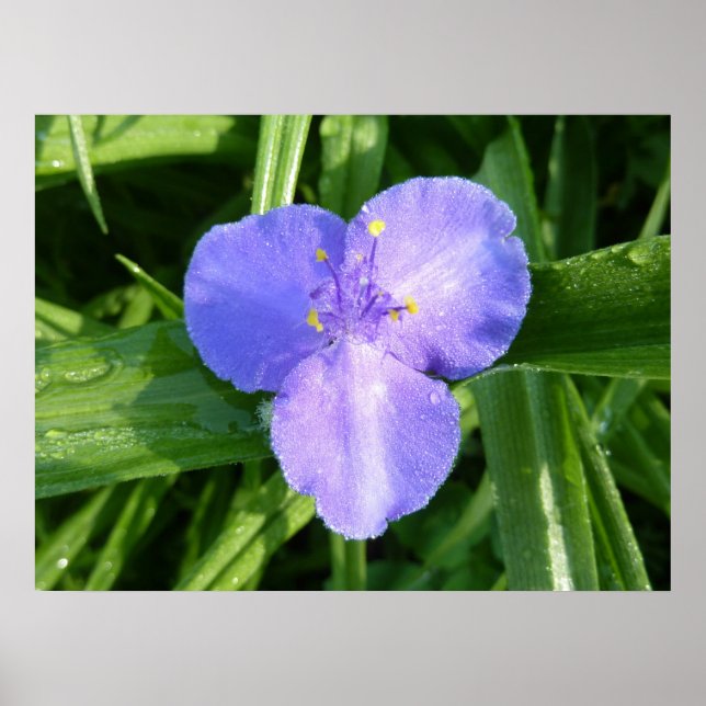 Affiche Dewy Trillium Fleur sauvage de printemps (Devant)