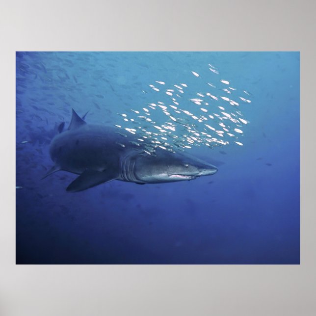 Affiche Diable avec Halo (Devant)