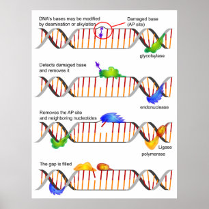 Affiche Diagram of a Simple DNA Base Excision Repair
