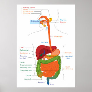 Affiche Diagram of the Human Digestive System