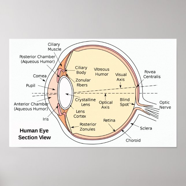 Affiche Diagramme Anatomique du Globe Oculaire Hum (Devant)