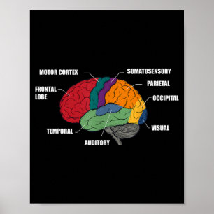 Affiche Diagramme coloré de l'anatomie du cerveau