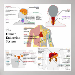 Affiche Diagramme complet du système endocrinien humain