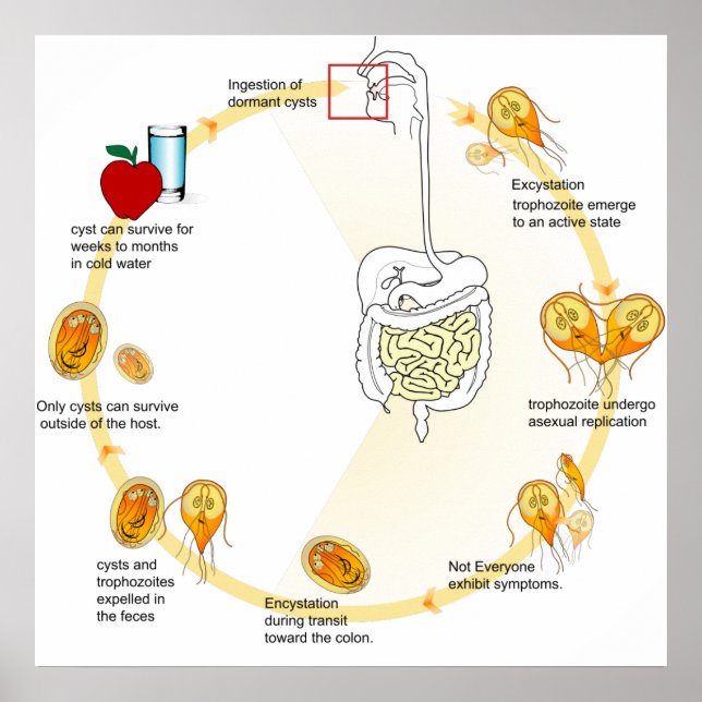 Affiche Diagramme Cycle de Vie Giardia Parasite (Devant)