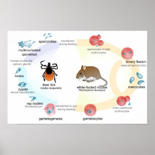 Affiche Diagramme d'affiche cycle de vie de Babesia microt