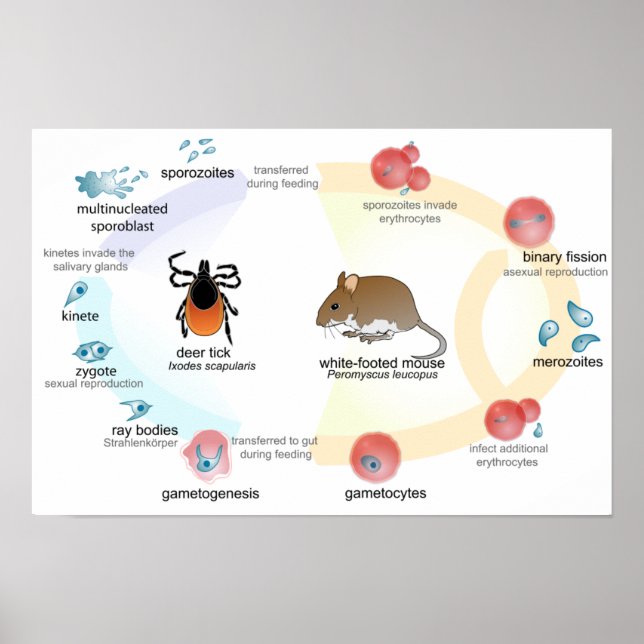 Affiche Diagramme d'affiche cycle de vie de Babesia microt (Devant)