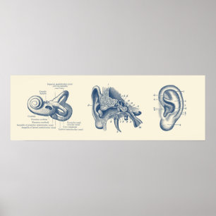 Affiche Diagramme d'anatomie de l'oreille humaine
