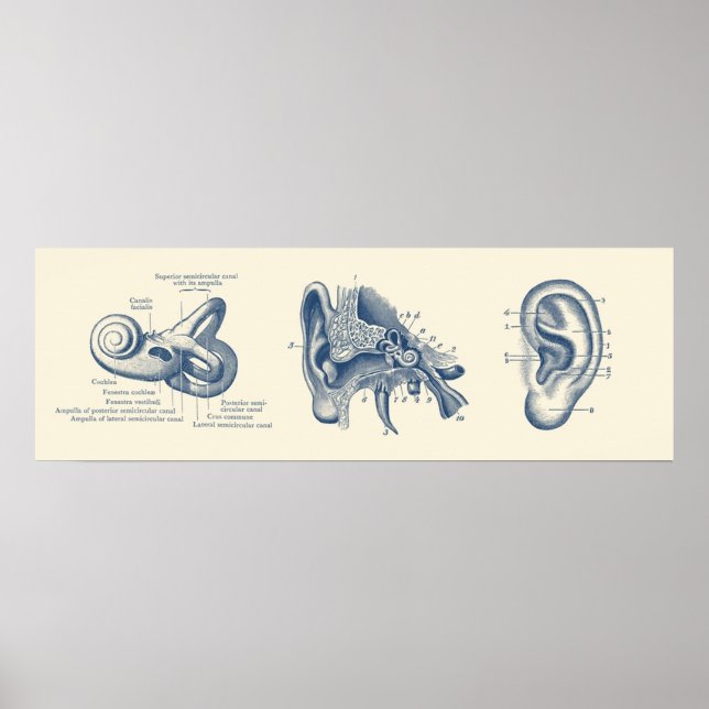 Affiche Diagramme d'anatomie de l'oreille humaine (Devant)