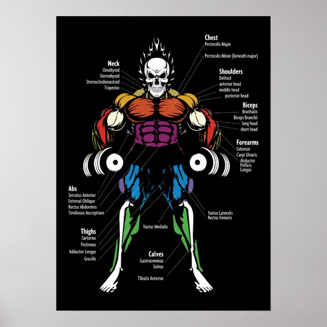 Affiche Diagramme d'anatomie - Exercice de gym (Devant)