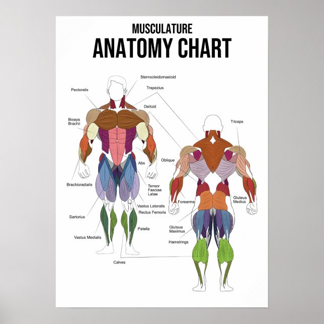 Affiche Diagramme d'anatomie musculaire - Diagramme muscul (Devant)