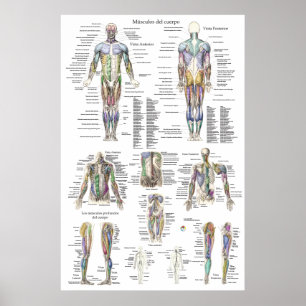 Affiche Diagramme d'anatomie musculaire humaine en espagno
