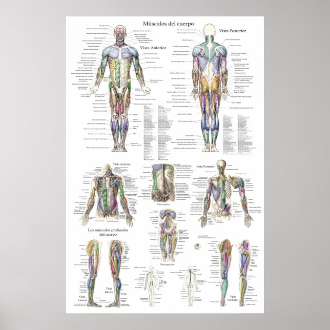 Affiche Diagramme d'anatomie musculaire humaine en espagno (Devant)