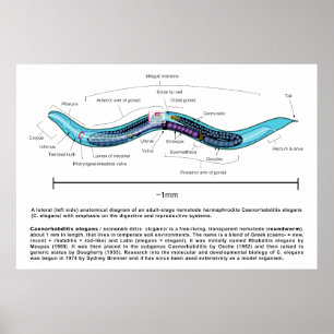 Affiche Diagramme de Caenorhabditis elegans d'ascaride
