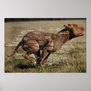 Affiche Diagramme de canine