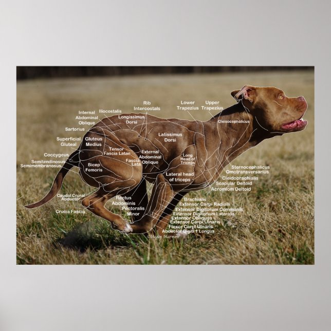 Affiche Diagramme de canine (Devant)