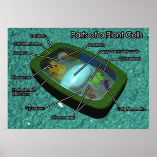Affiche Diagramme de cellule Plante 3D