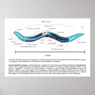 Affiche Diagramme de la nématode de la vers ronde Caenorha