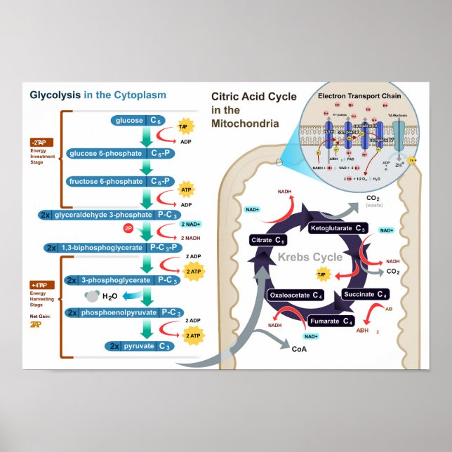 Affiche Diagramme de la respiration cellulaire Glycolyse P (Devant)