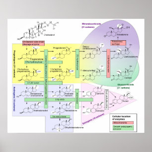 Affiche Diagramme de la stéroïdogenèse humaine biologique
