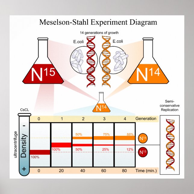Affiche Diagramme de l'ADN expérimental Meselson Stahl (Devant)