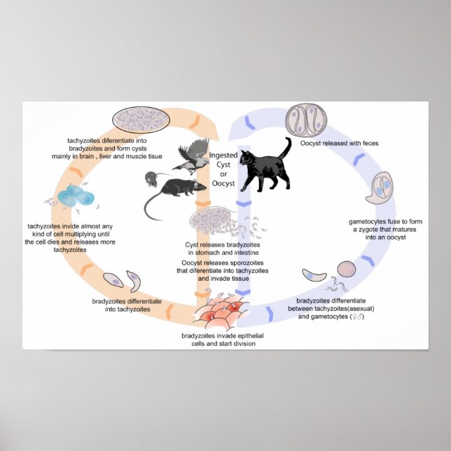 Affiche Diagramme de l'affiche cycle de vie de Toxoplasma  (Devant)