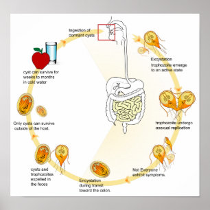 Affiche Diagramme de l'affiche Giardia Cycle de vie Parasi