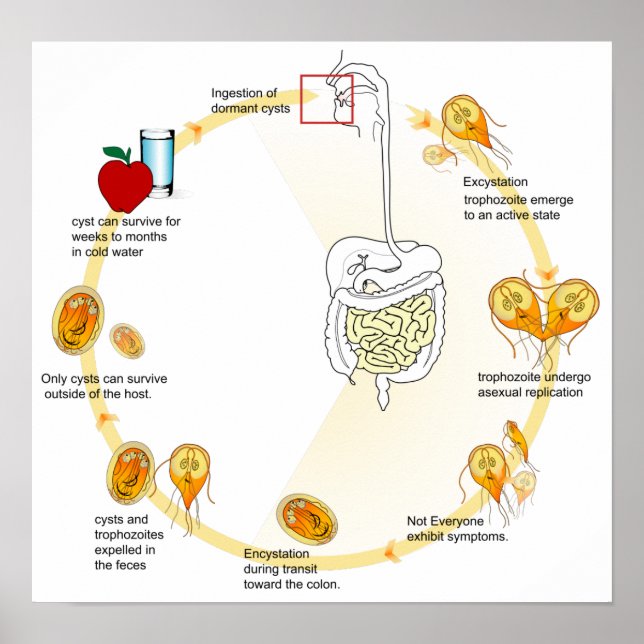 Affiche Diagramme de l'affiche Giardia Cycle de vie Parasi (Devant)